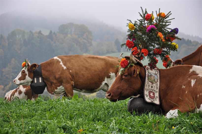  Rencontre avec les vaches suisses