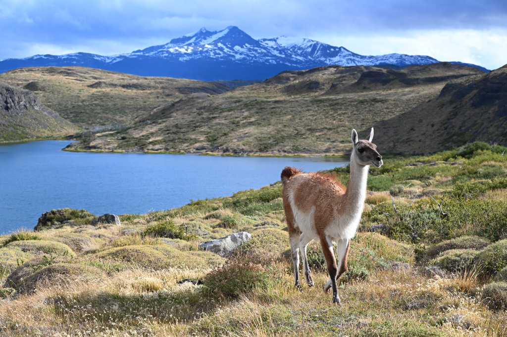 Torres del Paine Oliver Trips